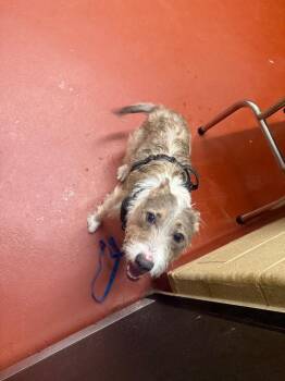 Jack Russell Terrier Dogs Available for Adoption in Douglasville, Georgia - Kenya Kennedy | PetCurious