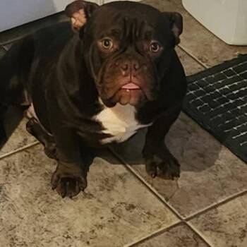 Potato -  Mixed Breed and Miniature Bull Terrier Dog for Adoption in Christiansburg, Virginia - Potato | PetCurious