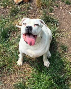 Luci -  Pit Bull Terrier Dog for Adoption in Philadelphia, Pennsylvania - Luci | PetCurious