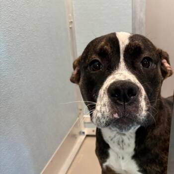 Cynthia -  English Bulldog Dog for Adoption in Des Moines, Iowa - Cynthia | PetCurious