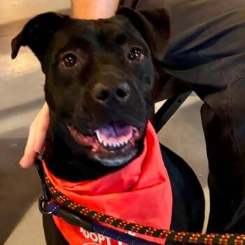 Isla -  Pit Bull Terrier Dog for Adoption in Buffalo, New York - Isla | PetCurious