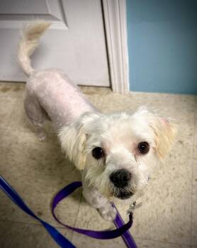 Juanito -  Shih Tzu and Schnauzer Dog for Adoption in Holly Springs, North Carolina - Juanito | PetCurious