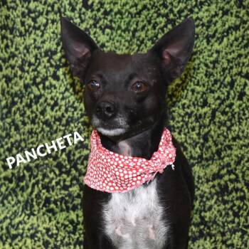 Chihuahua Dogs Available for Adoption - Pancheta | PetCurious