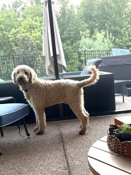 Link -  Goldendoodle Dog for Adoption - Link | PetCurious