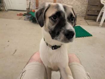 Rescue German Shepherd Dog Dogs for Adoption in Oklahoma City, Oklahoma - Charlie ( Courtesy Post) | PetCurious