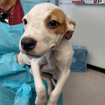 Pumpkin Patches -  Mixed Breed Dog for Adoption in Austin, Texas - Pumpkin Patches | PetCurious