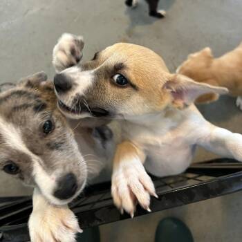 Javier -  Catahoula Leopard Dog and Mixed Breed Dog for Adoption in Wimberley, Texas - Javier | PetCurious