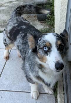 Pearl -  Corgi Dog for Adoption in Alafaya, Florida - Pearl | PetCurious
