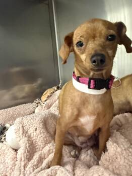 Dottie -  Chihuahua Dog for Adoption in Lexington, Kentucky - Dottie | PetCurious