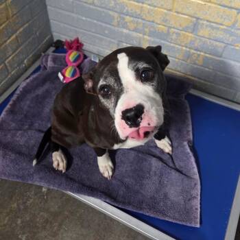 Pit Bull Terrier Dogs Available for Adoption in Watertown, New York - Kokomo L-15-26 | PetCurious