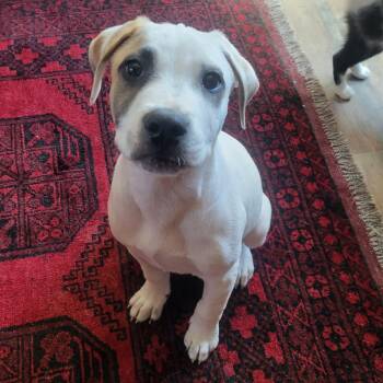 Terrier and Mixed Breed Dogs Available for Adoption - Wishbone | PetCurious