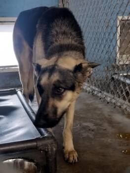 Rescue German Shepherd Dog Dogs for Adoption in Brooksville, Kentucky - Jinx | PetCurious