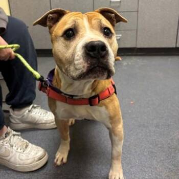 Pit Bull Terrier and Mixed Breed Dogs Available for Adoption - Figgy Fig | PetCurious