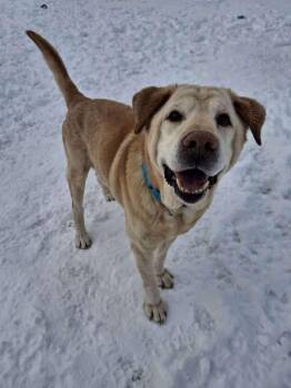 Labrador Retriever Dogs Available for Adoption - GUS | PetCurious