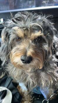 Poodle Dogs Available for Adoption in Southington, Connecticut - Nugget | PetCurious