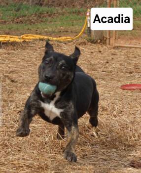 American Staffordshire Terrier Dogs Available for Adoption in Rockaway, New Jersey - Acadia Dixon | PetCurious
