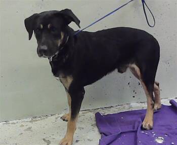 ECHO -  German Shepherd Dog and Labrador Retriever Dog for Adoption in Houston, Texas - ECHO | PetCurious