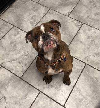 English Bulldog Dogs Available for Adoption - Maui | PetCurious