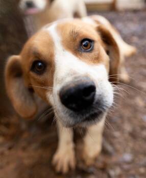Rescue Pointer and Hound Dogs for Adoption in Calera, Alabama - Conway | PetCurious