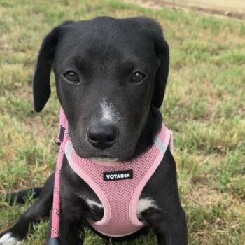 Bread Maker -  Labrador Retriever Dog for Adoption in Columbia, South Carolina - Bread Maker | PetCurious