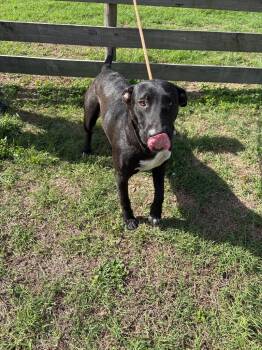 Terrier Dogs Available for Adoption in Wauchula, Florida - Chi Cha Chi | PetCurious
