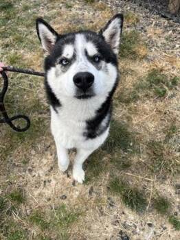 Blu -  Husky and Mixed Breed Dog Available for Adoption in Atlanta, Georgia - Blu | PetCurious