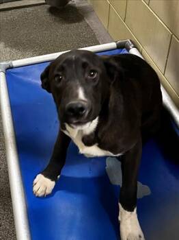 German Shepherd Dog Dogs Available for Adoption in Woodland, California - *RINGO | PetCurious