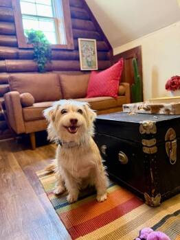 Russell Scruff Cute Lil Guy -  Poodle and Airedale Terrier Dog for Adoption in Friendswood, Texas - Russell Scruff Cute Lil Guy | PetCurious