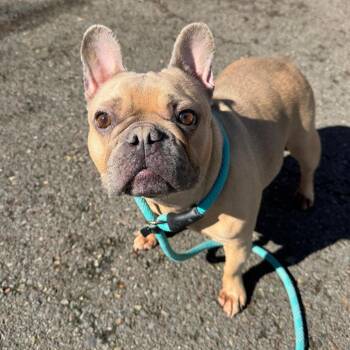 French Bulldog Dogs Available for Adoption in Newberg, Oregon - Mila | PetCurious