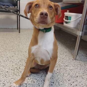 Pointer and Labrador Retriever Dogs Available for Adoption in Hattiesburg, Mississippi - Toast | PetCurious