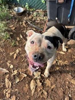 Mama Moo -  Pit Bull Terrier and Mixed Breed Dog for Adoption in Honolulu, Hawaii - Mama Moo | PetCurious