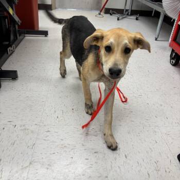 TXAC-Stray-19941_2 -  Plott Hound Dog for Adoption in Portland, Texas - TXAC-Stray-19941_2 | PetCurious