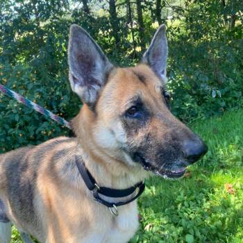 German Shepherd Dog Dogs Available for Adoption in New Ringgold, Pennsylvania - Sophie (26-195) | PetCurious