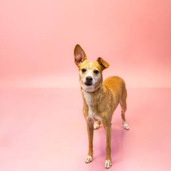 Ic18 Palina -  Chihuahua Dog for Adoption in Lawrenceville, Georgia - Ic18 Palina | PetCurious