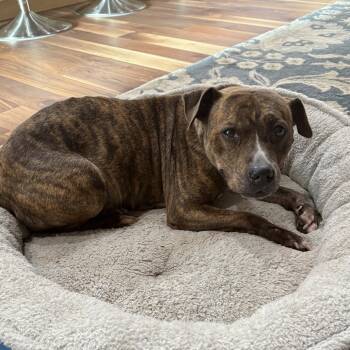 Rescue Mixed Breed Dogs for Adoption in Philadelphia, Pennsylvania - Rutabaga | PetCurious