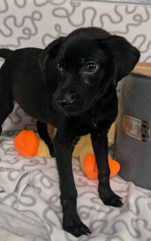 Labrador Retriever and Mixed Breed Dogs Available for Adoption in Houston, Texas - Phoenix | PetCurious