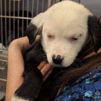 Golden Retriever and Border Collie Dogs Available for Adoption - Jupiter | PetCurious