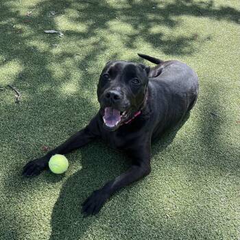 Bridget -  Labrador Retriever Dog Available for Adoption in New Bedford, Massachusetts - Bridget | PetCurious