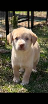 Labrador Retriever Dogs Available for Adoption - Colt | PetCurious