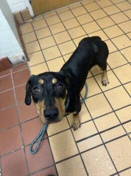 Honeybun -  Mixed Breed Dog for Adoption in Gainesville, Florida - Honeybun | PetCurious