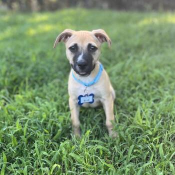 Blue -  Pit Bull Terrier Dog for Adoption in Wake Forest, North Carolina - Blue | PetCurious