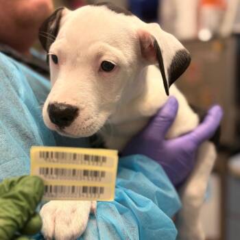 Charolais -  Mixed Breed Dog for Adoption in Charleston, West Virginia - Charolais | PetCurious