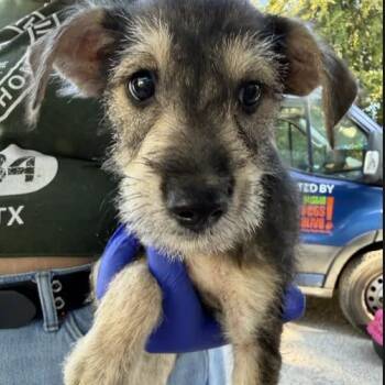 Quincy -  Terrier Dog for Adoption in Austin, Texas - Quincy | PetCurious