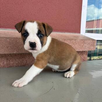 American Staffordshire Terrier Dogs Available for Adoption in San Antonio, Texas - Pepita | PetCurious