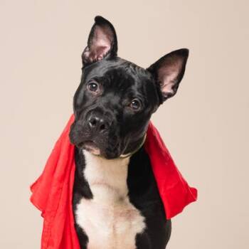 Kingston -  Pit Bull Terrier and Mixed Breed Dog for Adoption in Atlanta, Georgia - Kingston | PetCurious