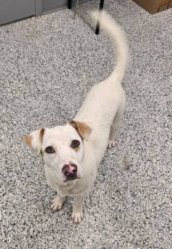 River -  Terrier Dog for Adoption in Athens, Tennessee - River | PetCurious