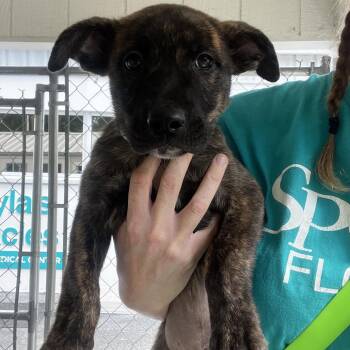 German Shepherd Dog Dogs Available for Adoption in Lakeland, Florida - Marzipan | PetCurious