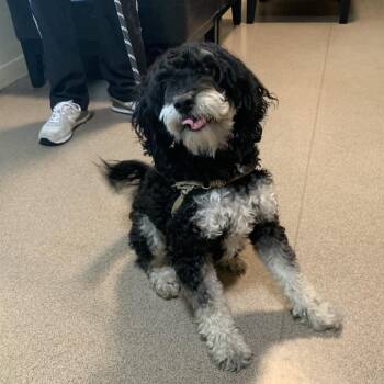 Sylvester -  Poodle and Mixed Breed Dog for Adoption in Pasadena, California - Sylvester | PetCurious