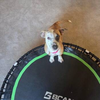 Corgi and Mixed Breed Dogs Available for Adoption in Glendale, Arizona - Gwendolyn | PetCurious