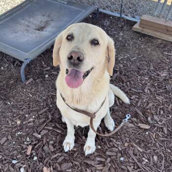Bear -  Labrador Retriever Dog for Adoption in San Francisco, California - Bear | PetCurious